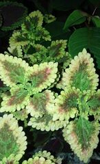 Coleus