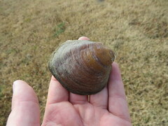 Reginaia ebenus