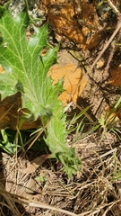 Lichtensteinia lacera