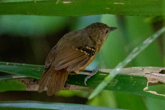Epinecrophylla fulviventris