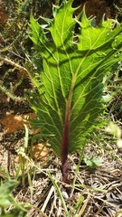 Lichtensteinia lacera