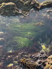 Phyllospadix torreyi