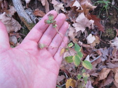 Symphyotrichum anomalum