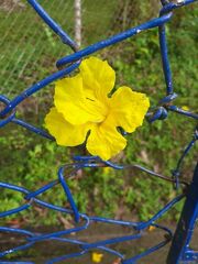 Handroanthus guayacan