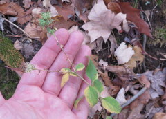 Symphyotrichum anomalum