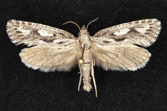 Acrolophus variabilis