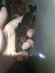 Tachysurus ussuriensis