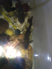 Tachysurus ussuriensis