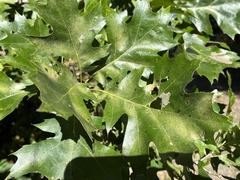 Callirhytis infuscata