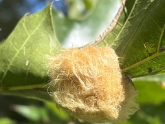 Callirhytis infuscata