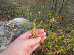 Solidago drummondii