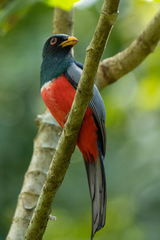 Trogon melanurus