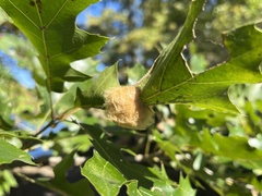 Callirhytis infuscata