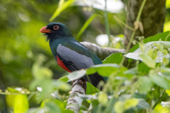 Trogon massena