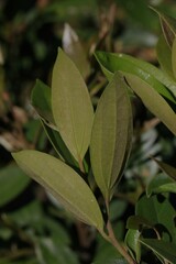 Cryptocarya triplinervis