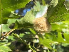 Callirhytis infuscata
