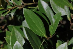 Cryptocarya triplinervis