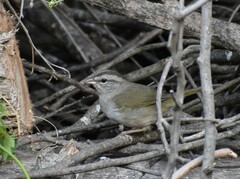 Arremonops rufivirgatus