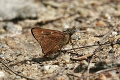 Pithauria