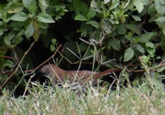 Toxostoma longirostre