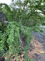 Pithecellobium dulce