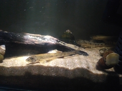 Microphysogobio amurensis