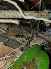 Trachycephalus typhonius