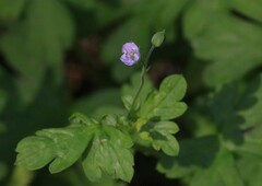 Geranium homeanum