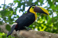 Ramphastos ambiguus