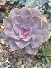 Echeveria gibbiflora × potosina