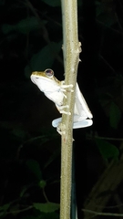 Trachycephalus typhonius