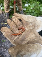 Pseudotriton ruber ruber