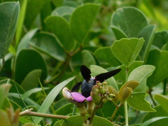 Xylocopa