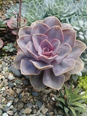 Echeveria gibbiflora × potosina