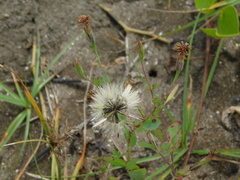 Porophyllum ruderale