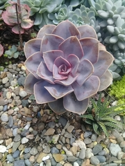 Echeveria gibbiflora × potosina
