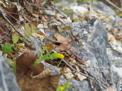 Solidago radula