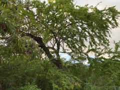 Pithecellobium dulce