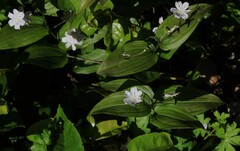 Tripladenia cunninghamii