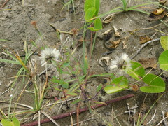 Porophyllum ruderale