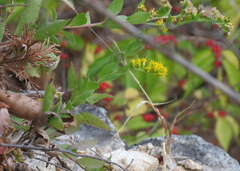 Solidago radula