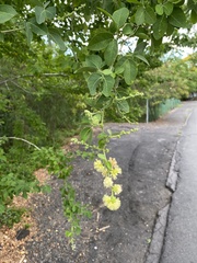Pithecellobium dulce