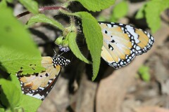 Danaus petilia