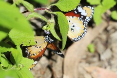 Danaus petilia