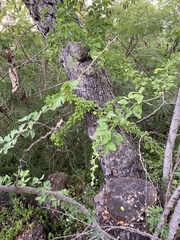 Pithecellobium dulce