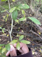 Ligustrum quihoui