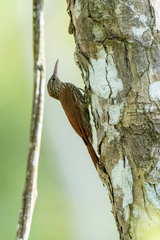 Lepidocolaptes souleyetii