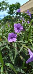 Ruellia