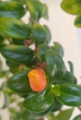 Nematanthus
