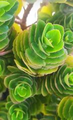 Kalanchoe